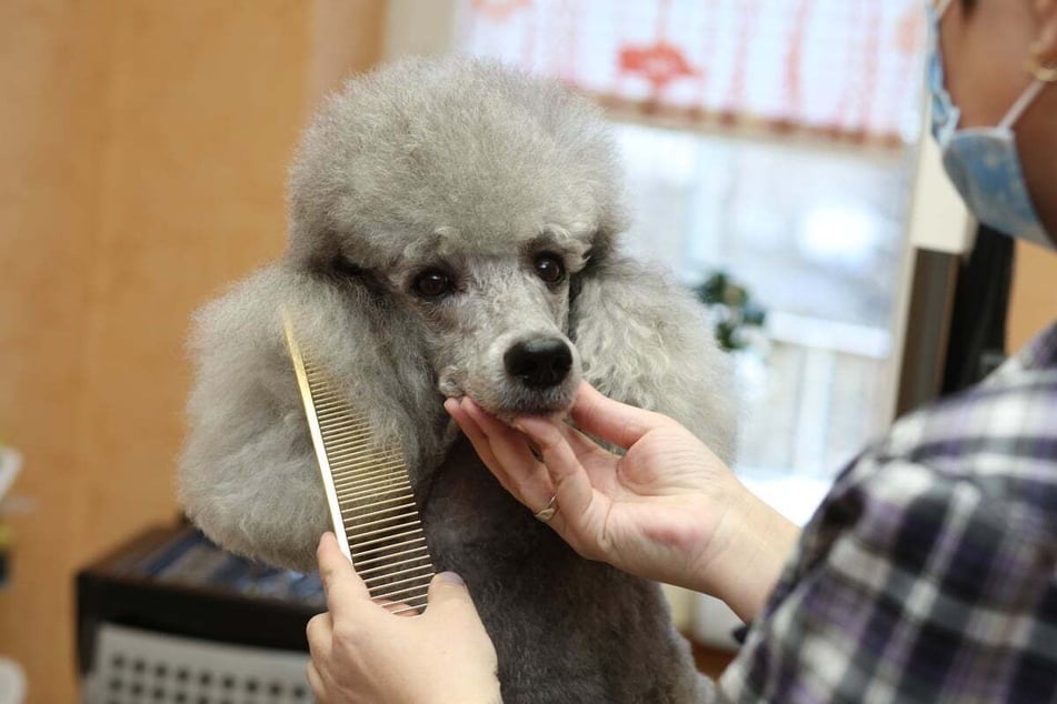 If the Poodle coat becomes established, visits to the groomer are advisable.