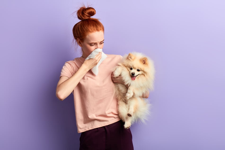 Dog allergies can cause a variety of symptoms, but there are plenty of treatments and tips available to help.