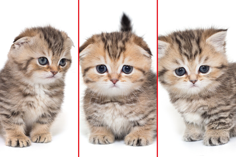 Munchkin cat in profile: Lifespan, size, health problems, and price