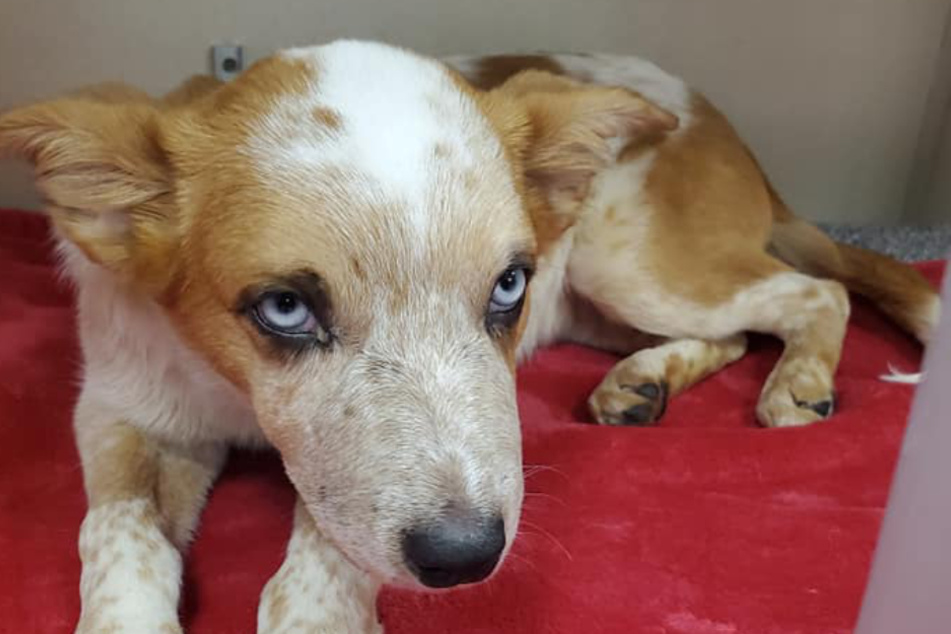 Lux is recovering in a foster home.