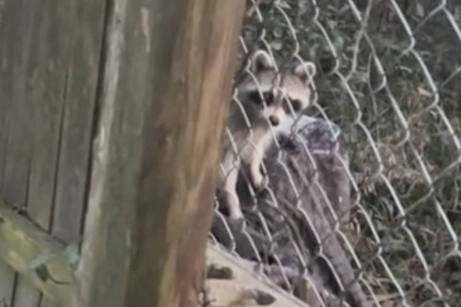 Mary Dawson missed her friend's proposal because of this little animal.