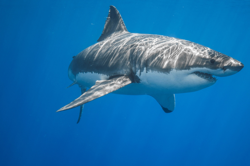 Locals shocked as man dies in shark attack on popular tourist beach