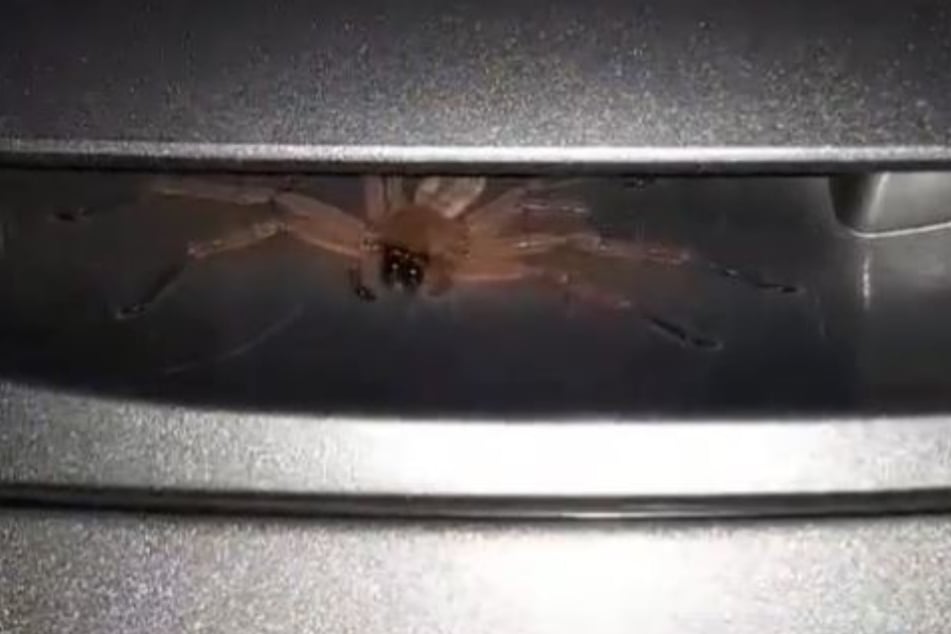 I don't think anyone really wants this spider under their car door handle.