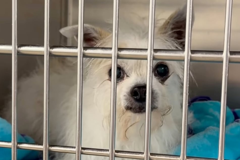 His name might be funny, but the story of Chihuahua “Professor Pork Chop” is not humorous at all.