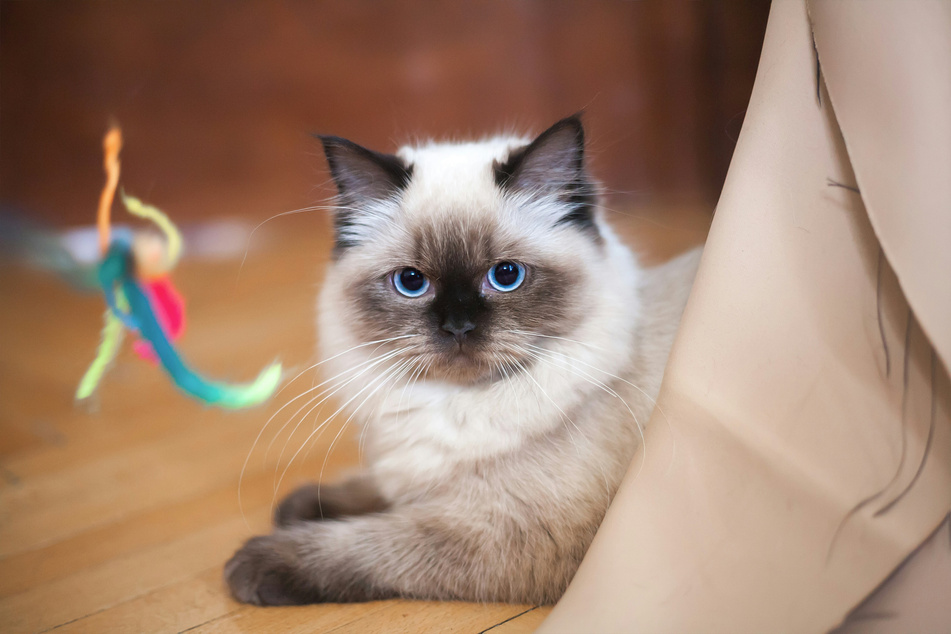 Ragdolls express their coolness via naughty behavior.