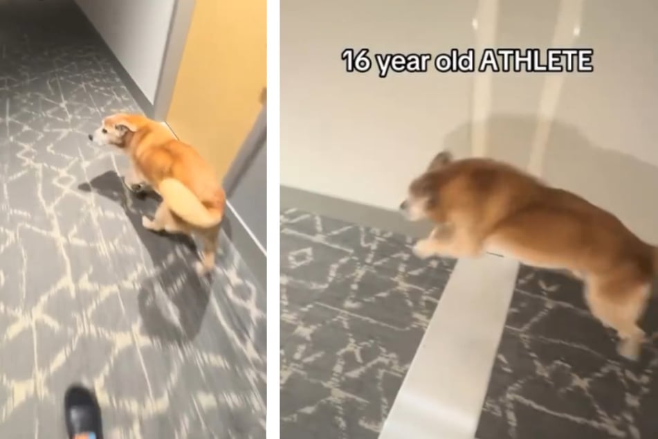 16-year-old golden retriever proves he's still got it with viral skills!