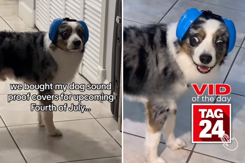Viral Video of the Day for July 4, 2023: Dog discovers secret to dealing with Fourth of July fireworks