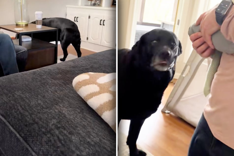 Dog offers newborn baby sibling something precious in heart-melting first meeting