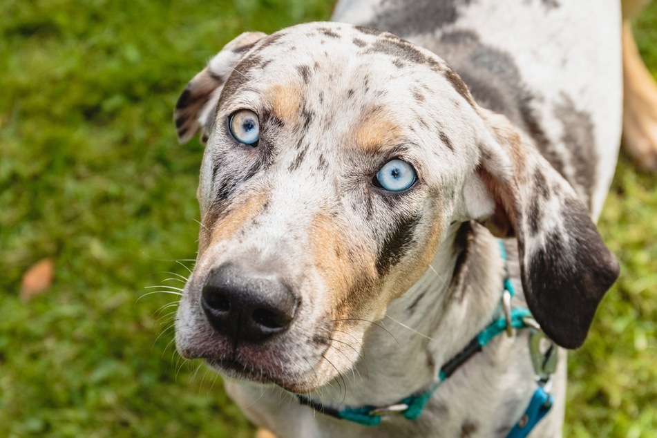 Complete with the spots of a leopard, these are some seriously unique dogs.