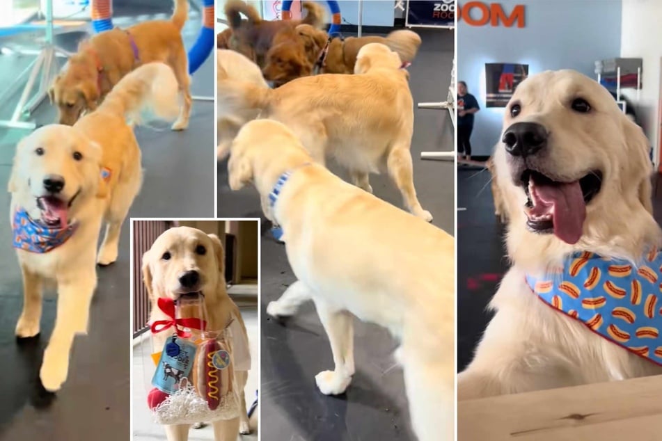 Duke the dog – who was celebrating the second birthday of his canine pal Otis – can be seen romping around with glee!
