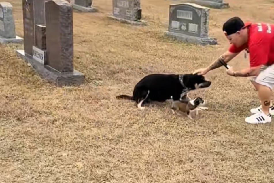 Dog mom begs rescuers for help when they find her and seven puppies abandoned in graveyard