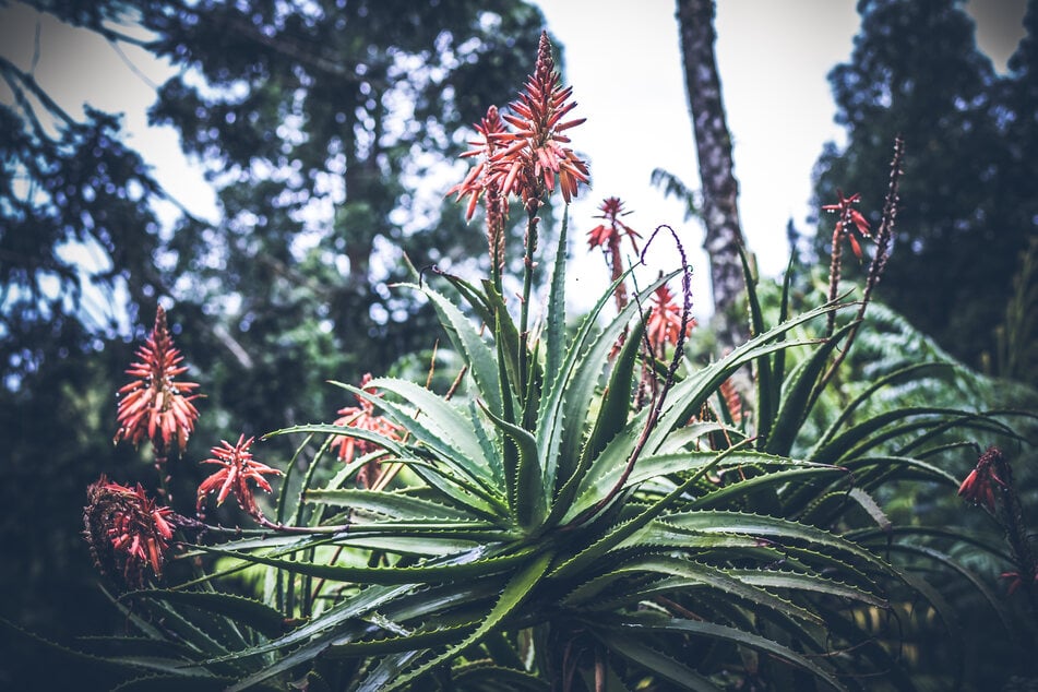 Scientists are sounding the alarm that nearly half of all known flowering plants may be at risk of extinction (stock image).