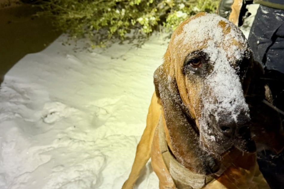 Heroic police dog helps find missing teenager during dangerous snowstorm