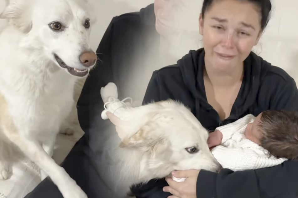 Dog's reaction to her meeting owner's new baby has the internet in tears!