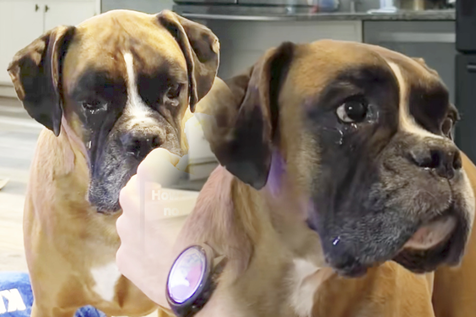 This adorable dog cries real tears! What's the reason behind it?