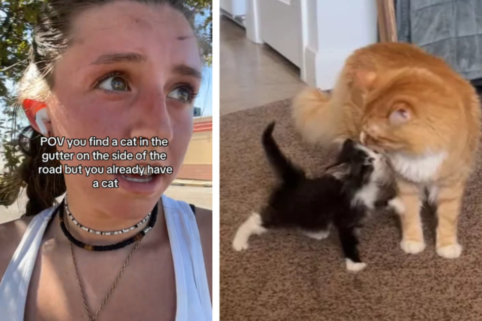 Lauren and her boyfriend found a small kitten in great distress and took him home to pet their orange cat named Oscar.