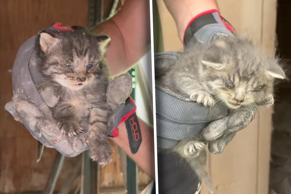 Both kittens had eye infections but are recovering well after their rescue.