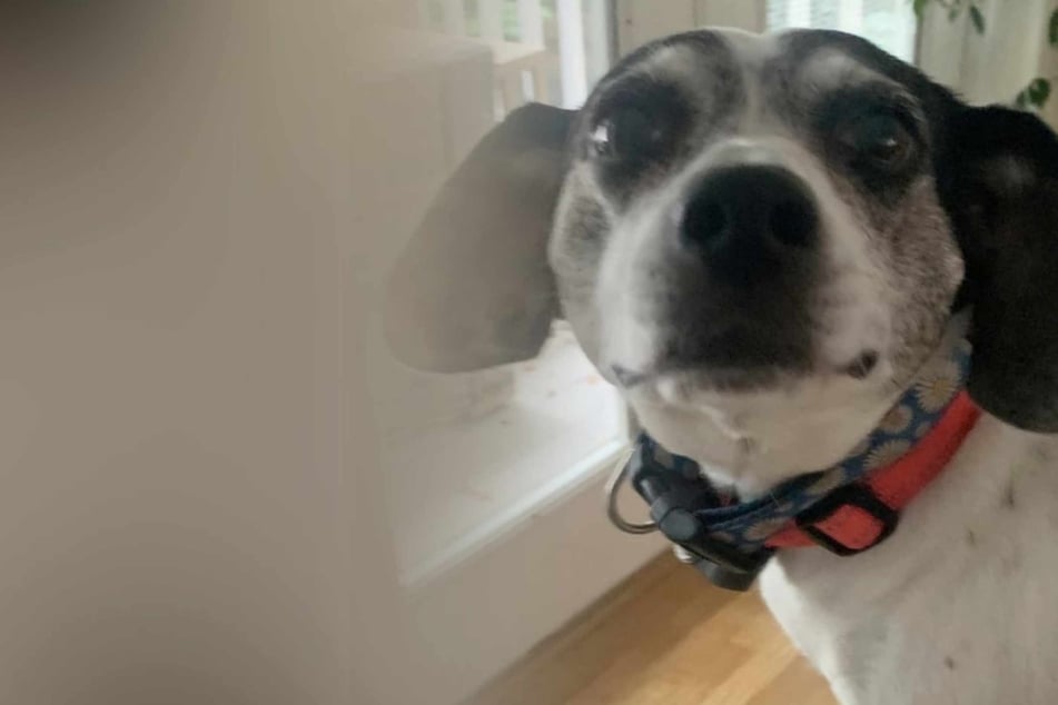 Dog outsmarts pet sitter to pull off the funniest prank: "She knows what she did!"