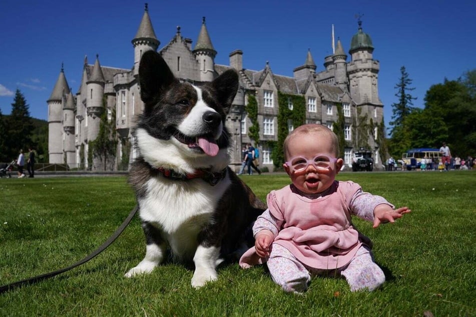 Just like a Corgi (pictured), the Labrador mix can generally live with children without any problems.