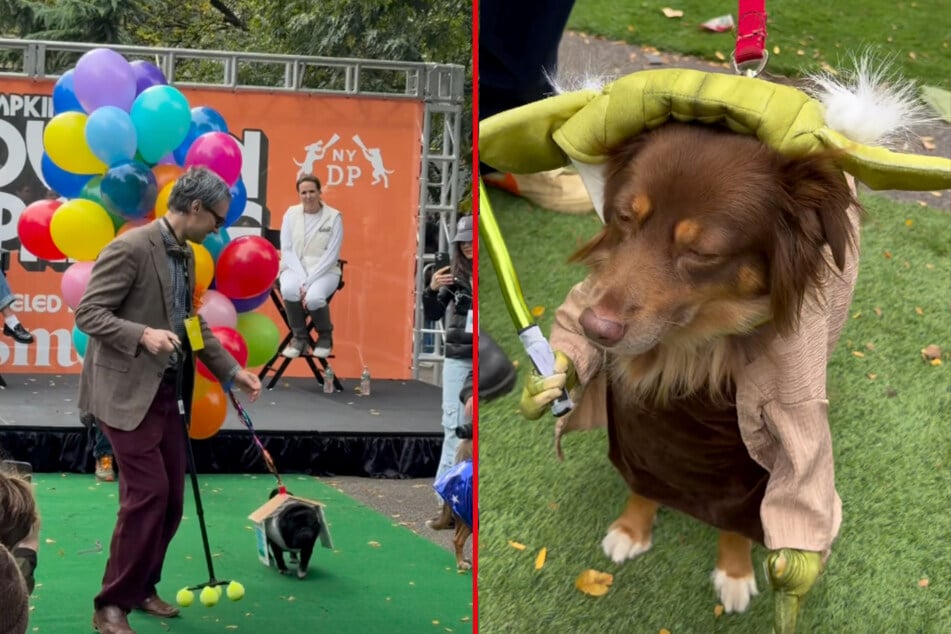 Dogs compete in the 36th Annual Tompkins Square Halloween Dog Parade in New York City on October 17, 2026.