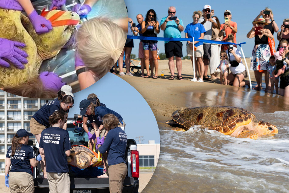 Endangered sea turtle narrowly escapes death - what happens months later moves everyone