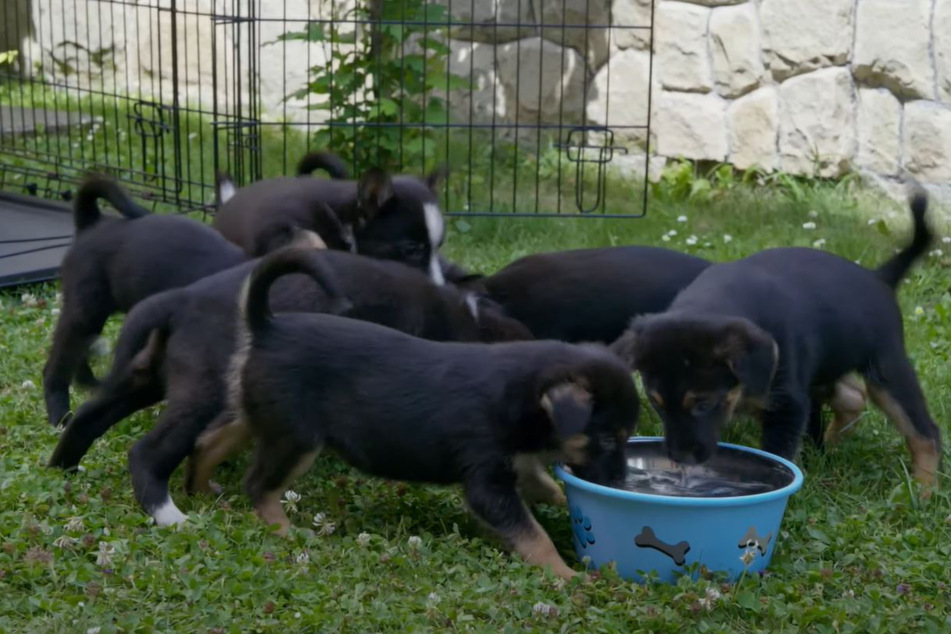 Puppies saved by soldiers in Ukraine war get miracle second chance