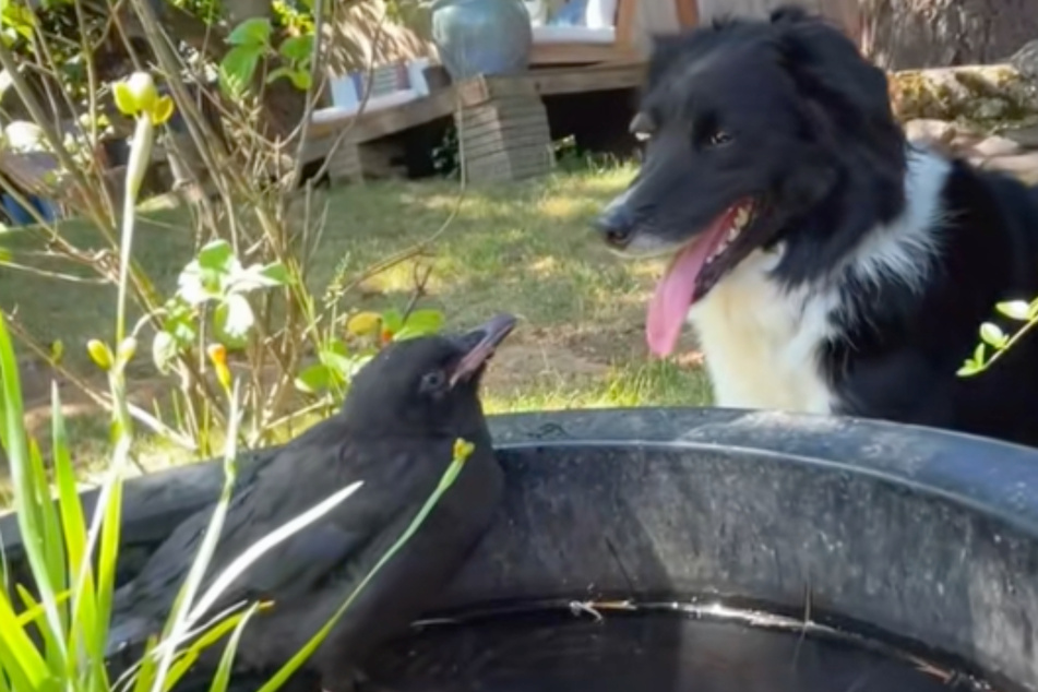 Dog forms an unlikely bond with baby crow in heartmelting video