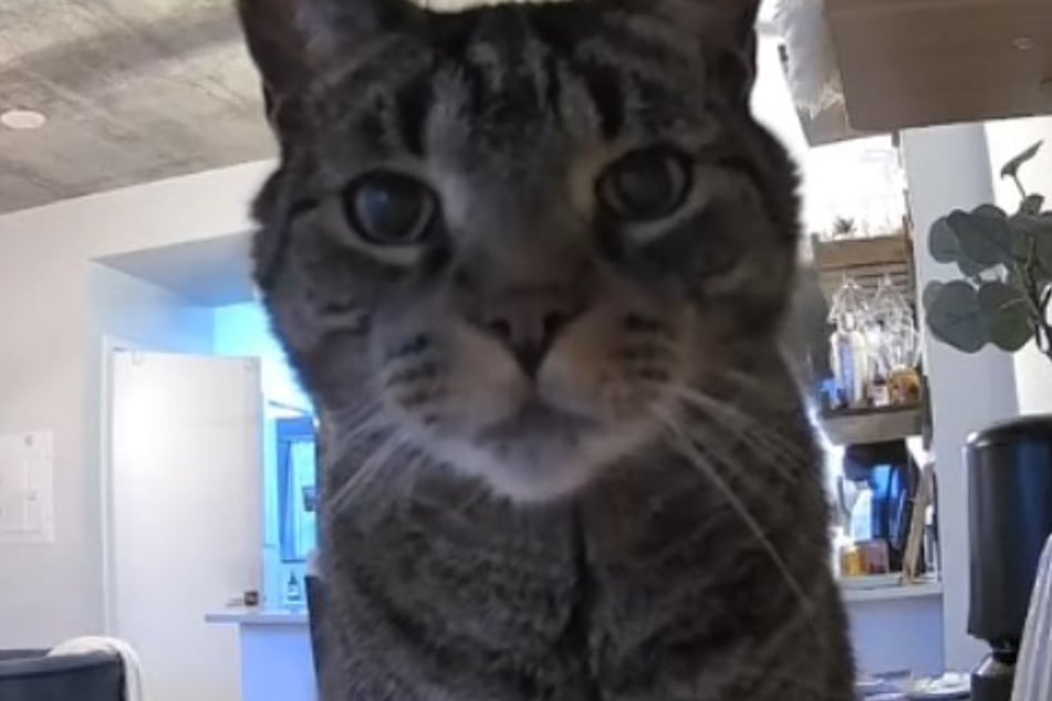 Almost threatening: house cat Louie looks very sternly into the camera!