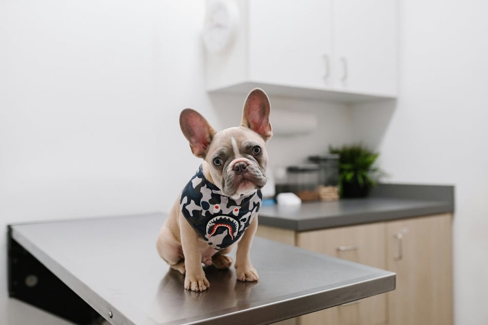 If the dog's depression persists after various social and environmental changes like giving them more special attention then you may need to ask your vet for an animal behaviorist recommendation and/or pharmacological options.
