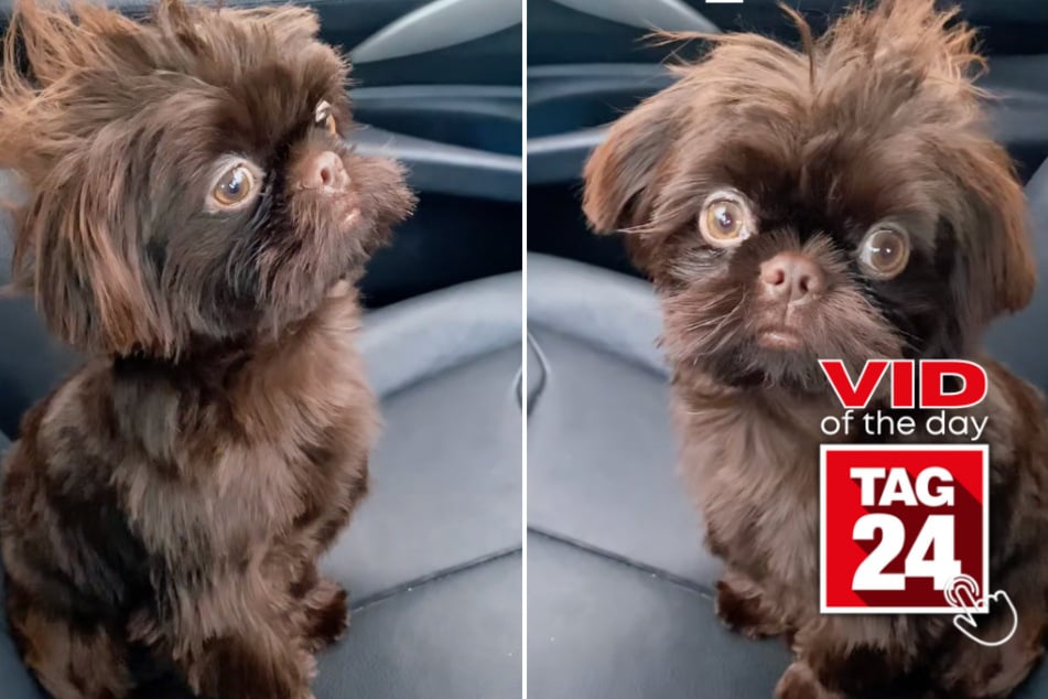 Viral Video of the Day for May 26, 2023: Dog gets a schooling and takes puppy eyes to the next level