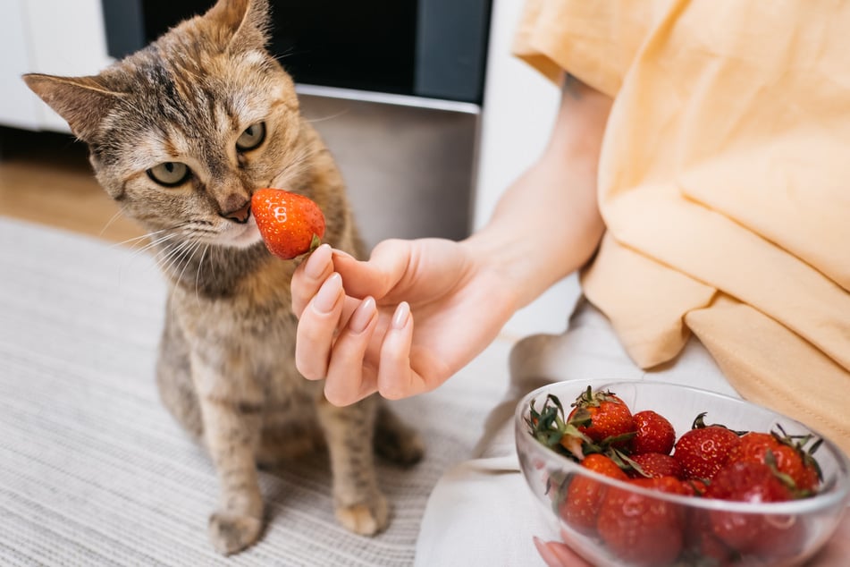 Cats should not eat more than two strawberries a day and only for a short time.