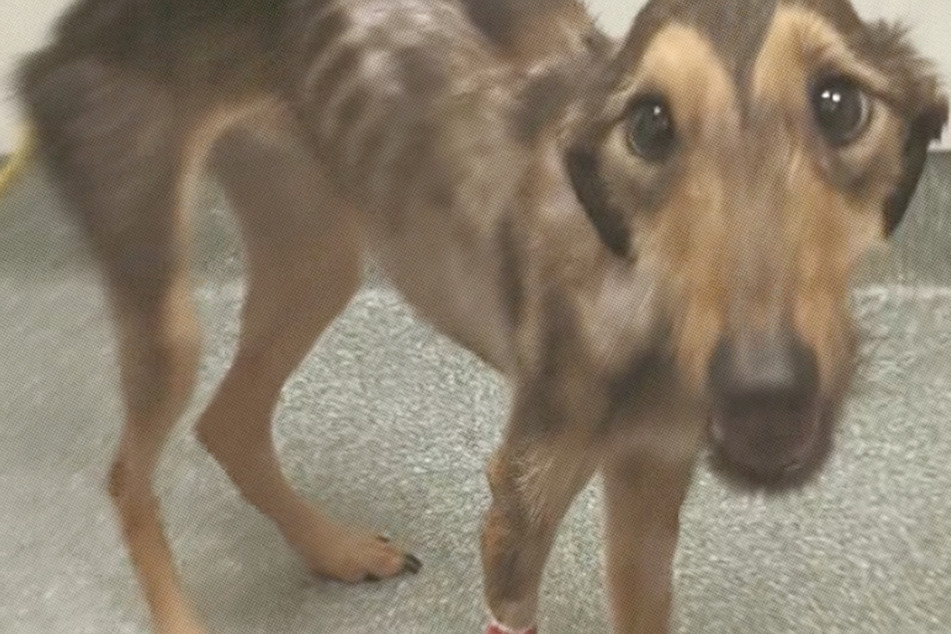 Dog makes miraculous transformation from skin and bones to energetic pup
