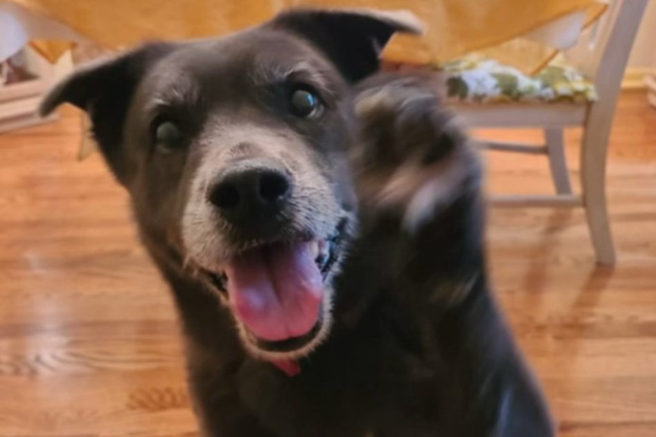 This lucky dog's sad story has a happy ending!