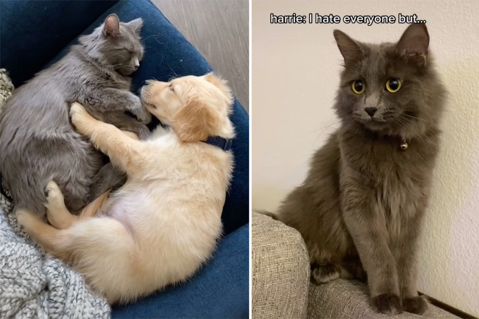 Cat "hates everyone" – then she meets this golden retriever puppy