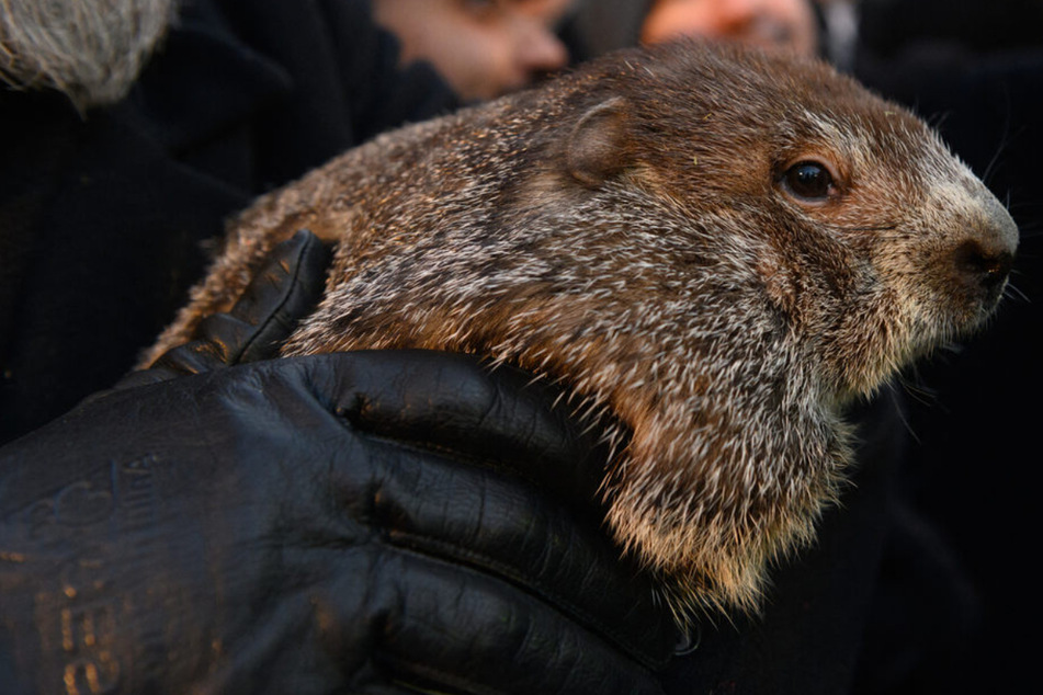 Groundhog Day: How to watch the top woodchucks!