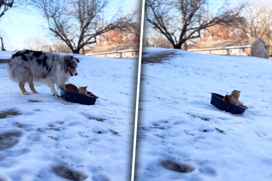 The dog and cat manage to pull it off – Promise gives Whisper a push, and he goes sledding in the litter box!