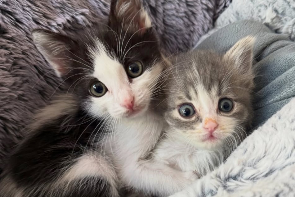 Cats Pixie (left) and Puck (r) are now inseparable.