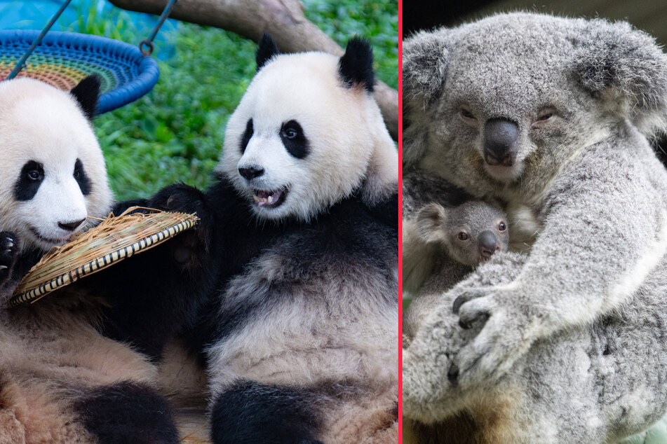 If an extra 1.2% of Earth's land is conserved, fewer animals will go extinct.