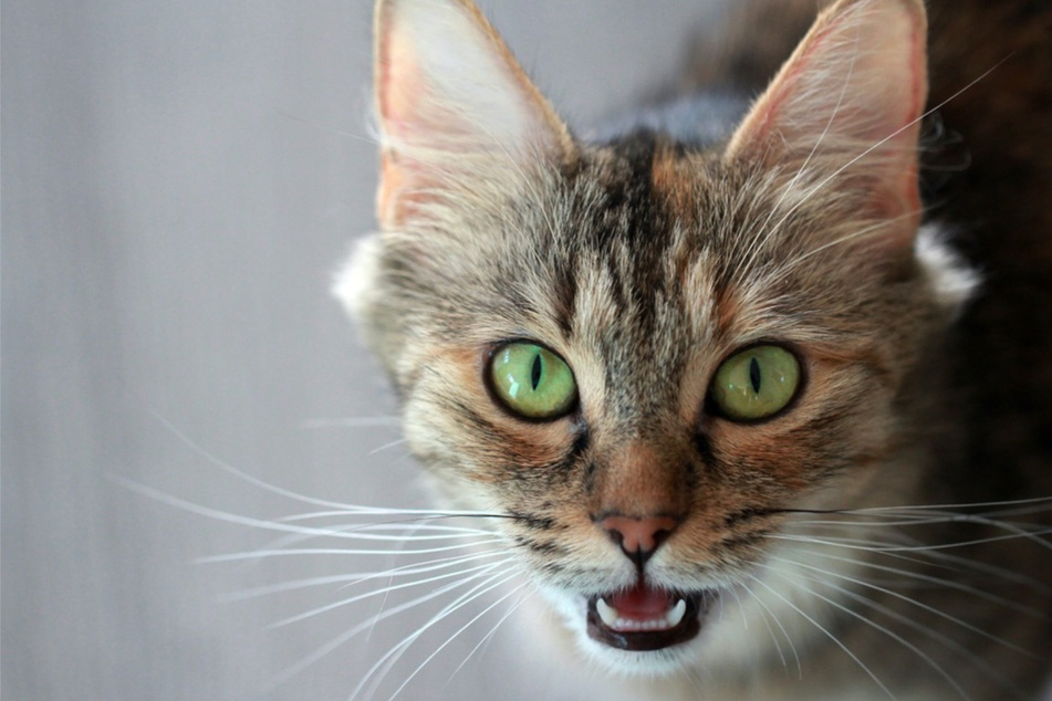 Cat meow meanings: Why is my cat meowing weird?