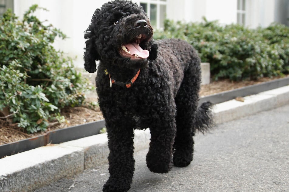 Presidential dog Sunny walks outside the White House Press Room as she was brought out by her handler on September 9, 2013, at the White House in Washington, DC.