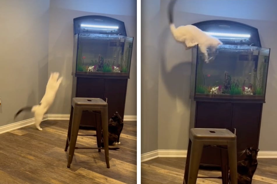 Cat Momo skilfully hops on the aquarium, but stupidly he did not count on an open lid.