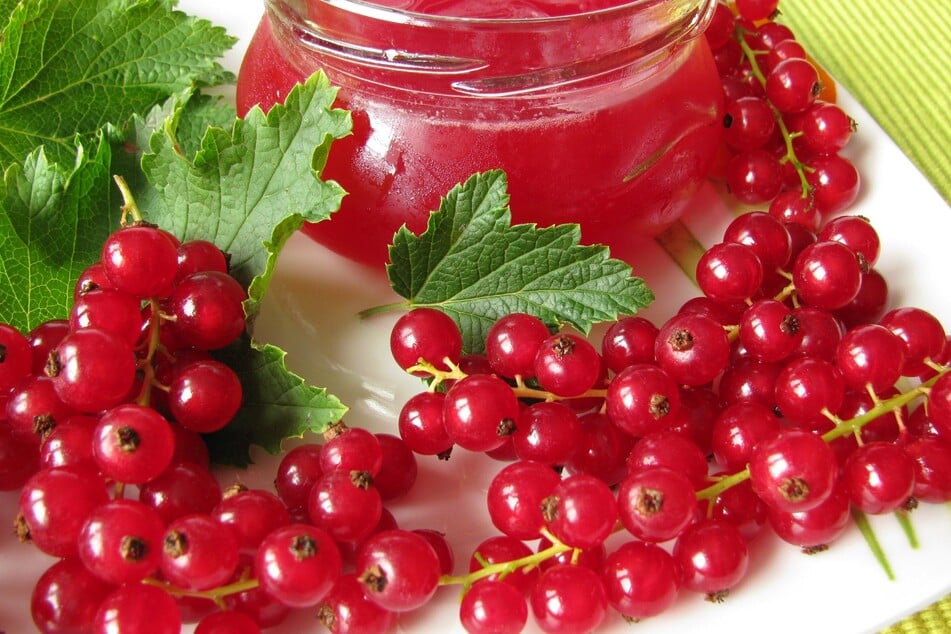 The juice of red currants is perfect for a homemade currant jelly.