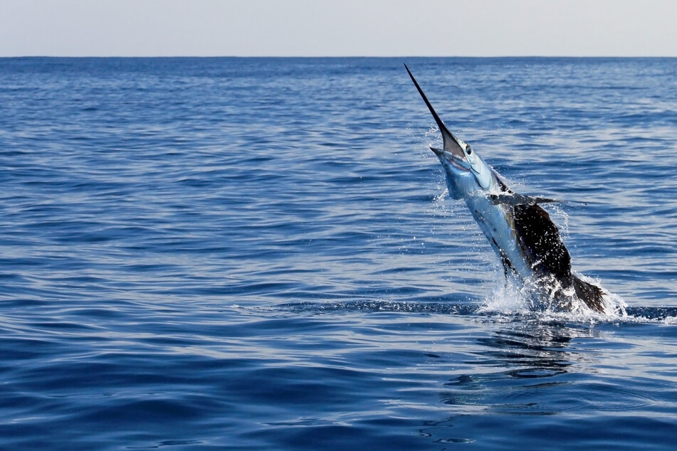 Fish jumps out of water and stabs woman in the groin