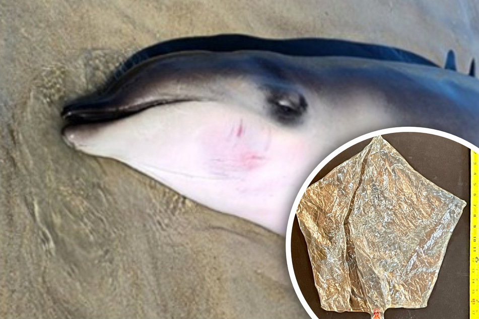 Birthday balloon tragically kills a rare beaked whale!