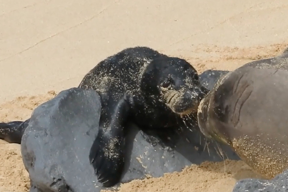 Miracle of rare monk seal birth in Hawaii caught on camera!