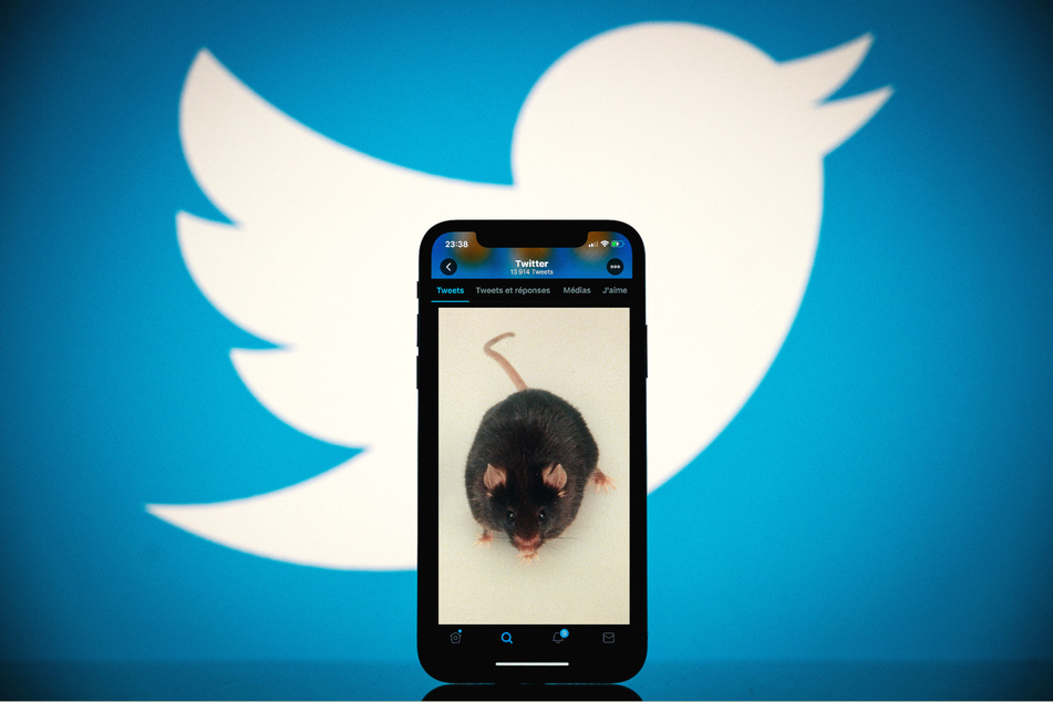 Twitter and Elon Musk are revamping the way the platform verifies accounts, and one user is fighting back with an alternative that has gone viral.
