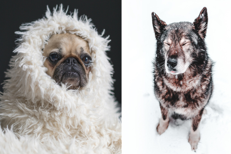 Does it hurt dogs to get wet in the cold? Winter tips for your pup