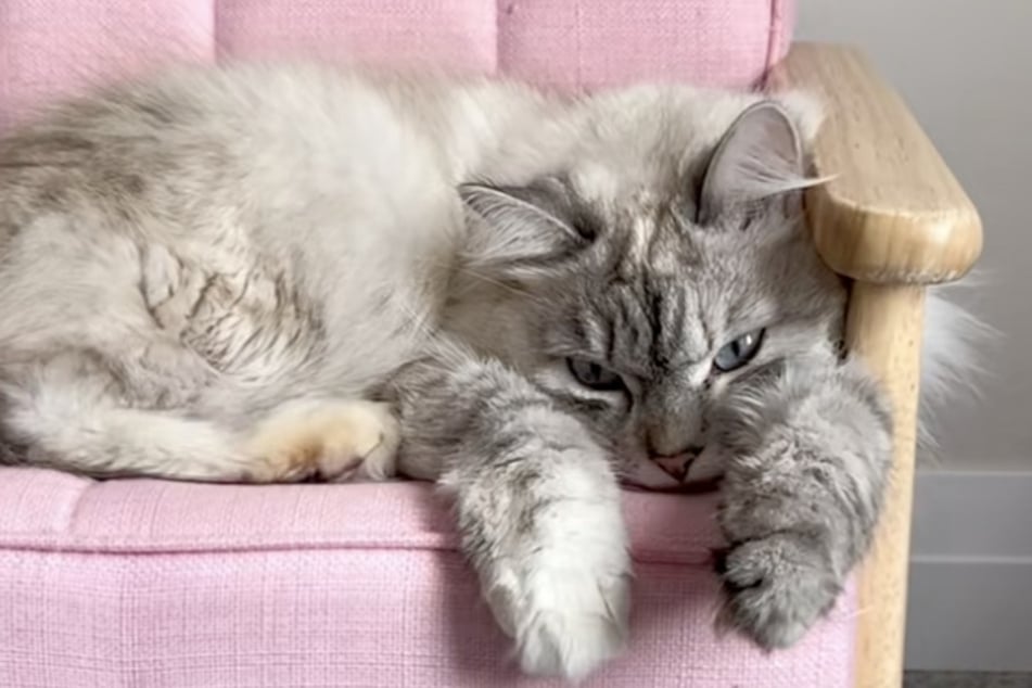 Lonely cat completely transforms after big surprise from her owners!