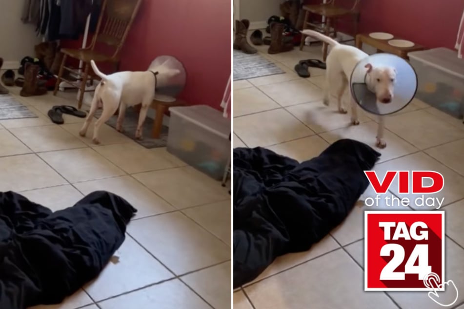 This dog in a cone refused to let mealtime beat him!