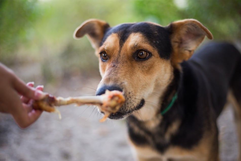 Some bones are a perfect snack for dogs.